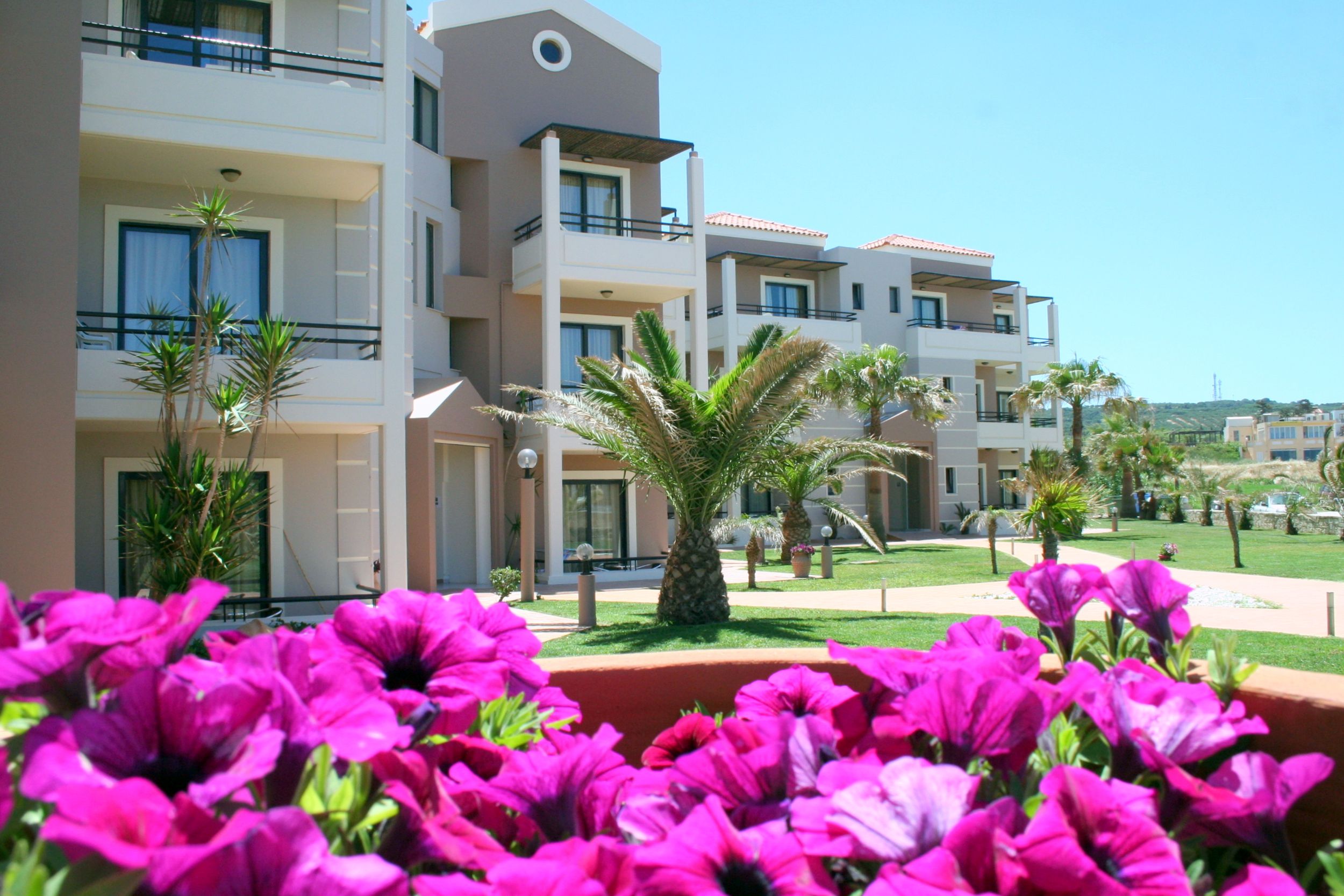 
Purple flowers in the foreground with palm trees and modern apartments in the gardens of Maleme
