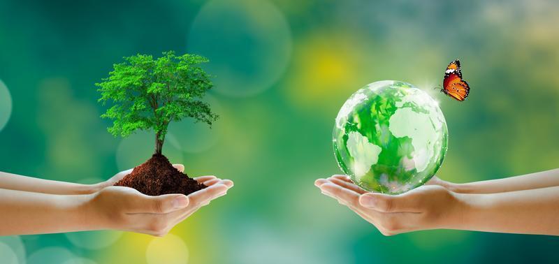 
Eco friendly concept with hands holding a young tree and a green Earth globe against a soft nature background
